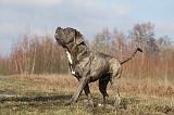 CANE CORSO 703